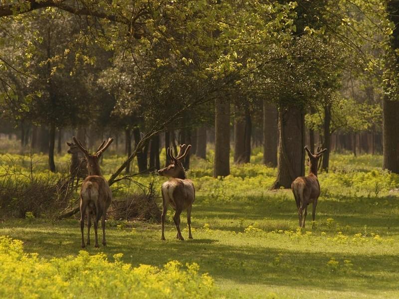 Il Dosso Agriturismo Codigoro Zewnętrze zdjęcie
