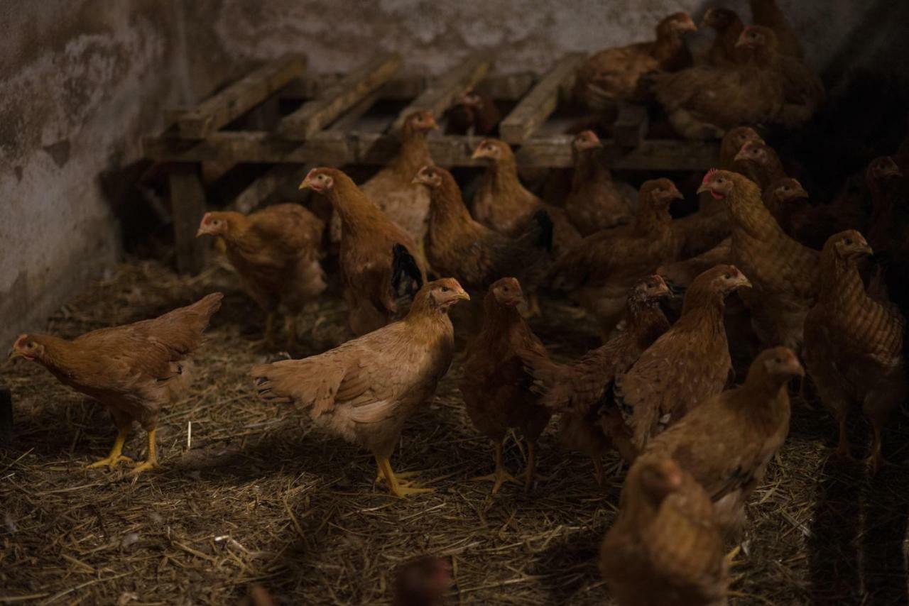 Il Dosso Agriturismo Codigoro Zewnętrze zdjęcie