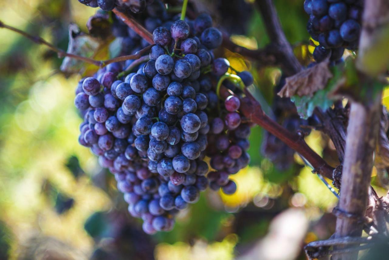 Il Dosso Agriturismo Codigoro Zewnętrze zdjęcie